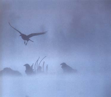 Kolkraben (Corvus corax) im Schneesturm 